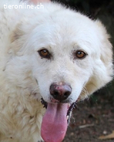 Fyona - Hell wie das Licht