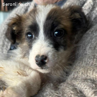 Galeo wünscht sich eine tolle Familie