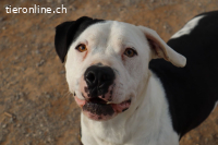 Gaspar, m./kastr., Alter: geb. ca. 5/2014, Größe: 45 cm