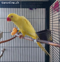 Gelber Halsbandsittich