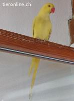 Gelber Halsbandsittich