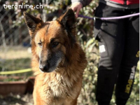 Gerad, wunderschöner Senior