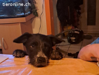 Gerta-2, süsses Hundemädchen