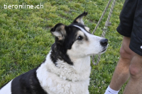 Giangy - Ich hätte da noch Kapazitäten frei