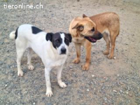 Gigi -eine zauberhafte Knutschkugel