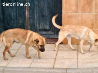 Gigi -eine zauberhafte Knutschkugel
