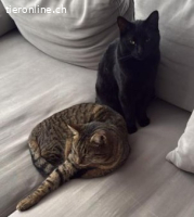 Ginger/Findus/Luna 2.5j. suchen ein Zuhause mit Freigang