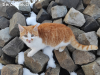 Ginger sucht eine tolle Familie