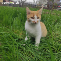 Ginger sucht eine tolle Familie