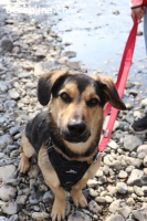 Giotto, 1.5 J, cleverer Bursche braucht gute Führung