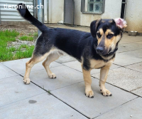 Giotto, 1.5 J, muss noch das Hunde 1x1 lernen