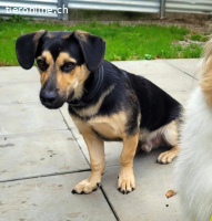 Giotto, 1.5 J, muss noch das Hunde 1x1 lernen