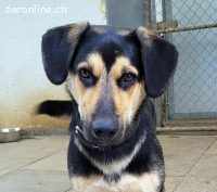 Giotto, ca 1.5 J, männl, kastr, ein cleverer Bursche