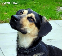 Giotto, ca 1.5 J, männl, kastr, ein cleverer Bursche