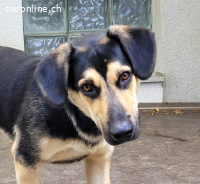 Giotto, ca 1 Jahr, männl, kastr, ein cleverer Bursche