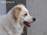 Giulia, eine feine Hundeseele sucht ein Zuhause