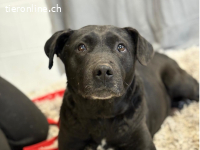 Gizi-3, bezaubernde Hundeseniorin