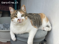 Glückskatze Lea sucht ihr Für-immer-Zuhause