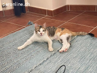 Glückskatze Lea sucht ihr Für-immer-Zuhause