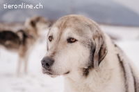 Gnadenplätzli für Tara's letzte Zeit