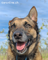 Gnadenplatz gesucht - Athena braucht ganz dringend Hilfe