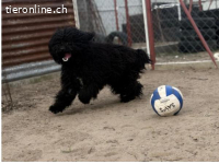 Godo, munterer Bursche