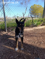 Goku - wunderbarer Familienhund