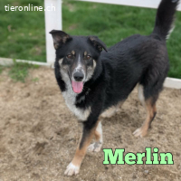 Goldschatz Merlin ist bereit für seine Menschen