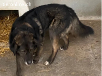 Goran, freundlicher Hundemann