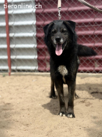 Goran, freundlicher Hundemann