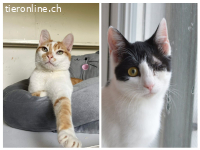 GORDON & RUBY - IN LETZTER MINUTE GERETTET.  UNZERTRENNLICH