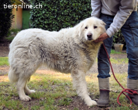 Gorivah - Das Leben ist zu kurz...
