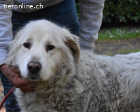 Gorivah - Das Leben ist zu kurz...