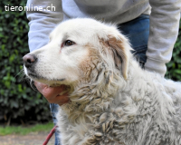 Gorivah - Das Leben ist zu kurz...