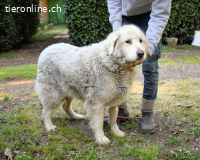 Gorivah - Das Leben ist zu kurz...