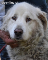 Gorivah - Das Leben ist zu kurz...