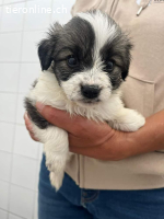 Gracie unsere neuen welpen