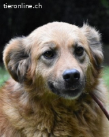 Graziana - eine sanfte Hündin mit großem Herzen......