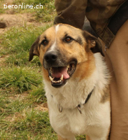 Grosser Hund, grosses Herz – Scooby wartet auf Sie!