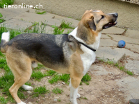 Grosser Hund, grosses Herz – Scooby wartet auf Sie!