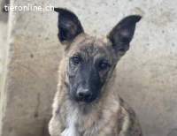 Guba – Tierheim Tamási