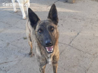 Guba – Tierheim Tamási