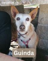 Guinda, geb. 01.06.2014, Größe: 13 kg/45 cm