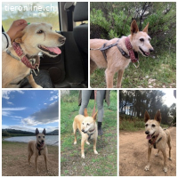 Guinda, geb. 01.06.2014, Größe: 13 kg/45 cm