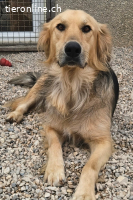 Gulliver (3 Jahre) will auf Reisen