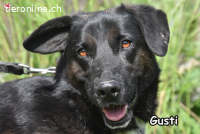 GUSTI