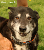 Haker, suchen Sie eine tollen Kumpel?