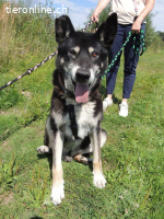 Haker, total positiver und lieber älterer Hund