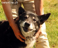Haker, total positiver und lieber älterer Hund