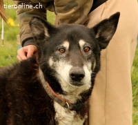 Haker, total positiver und lieber älterer Hund